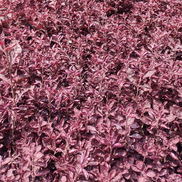 Alternanthera