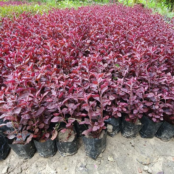 Alternanthera