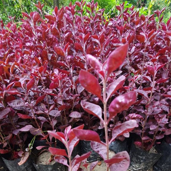 Alternanthera