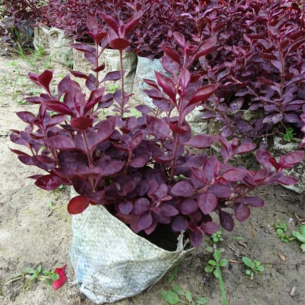 Alternanthera