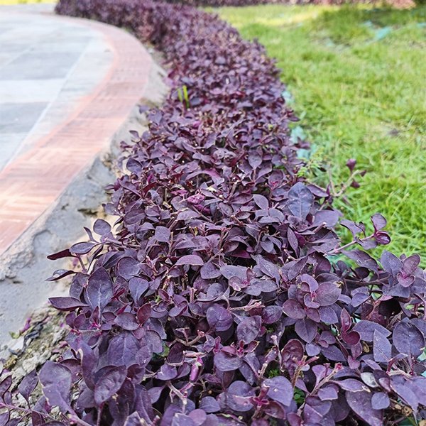 Alternanthera