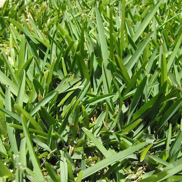 Bermuda Grass