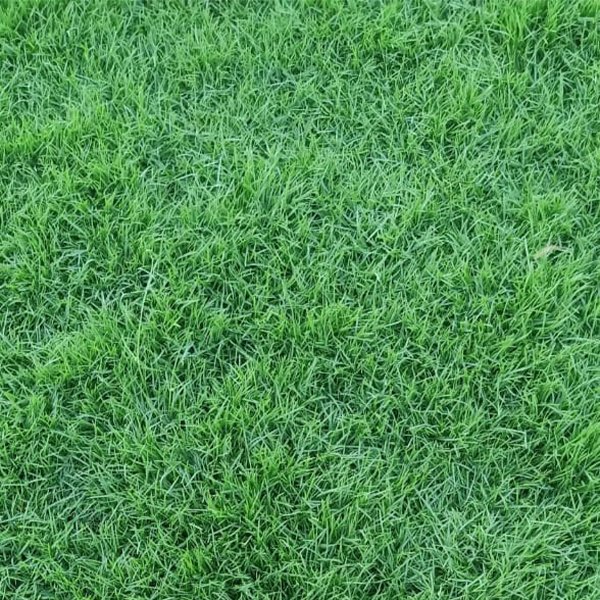 Bermuda Grass