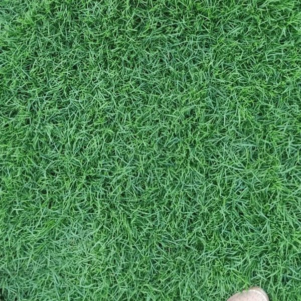 Bermuda Grass