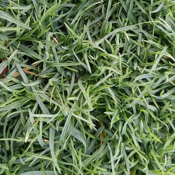 Bermuda Grass - Green Heaven Mart