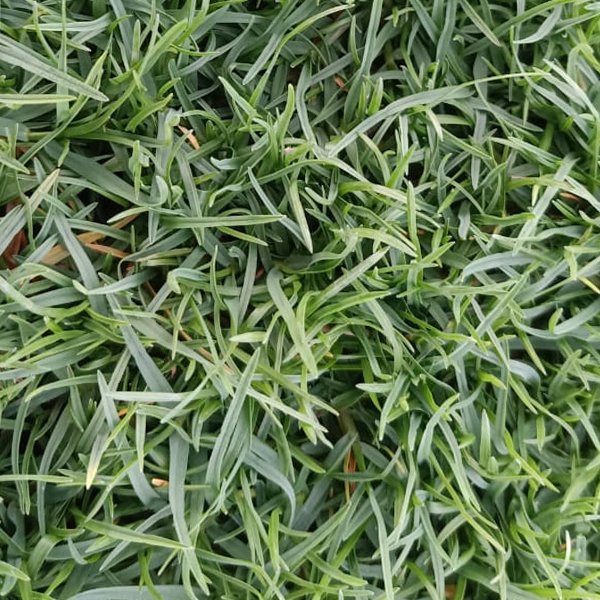 Bermuda Grass
