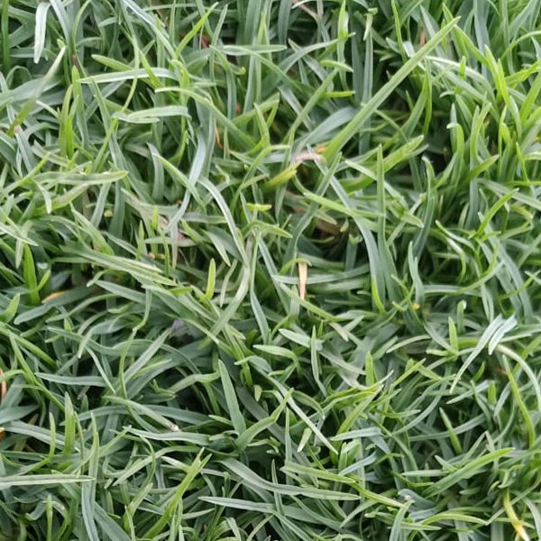 Bermuda Grass