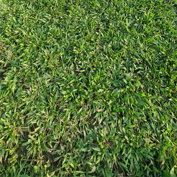 Blade Grass