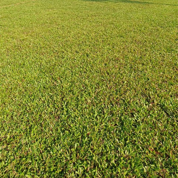 Blade Grass