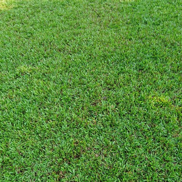 Blade Grass