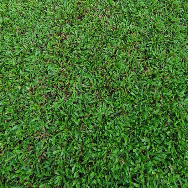 Blade Grass