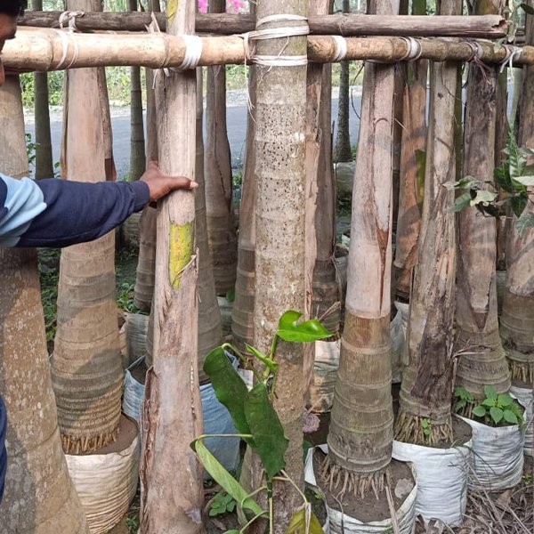 Bottle Palm