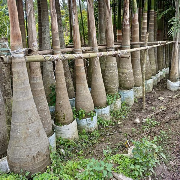 Bottle Palm