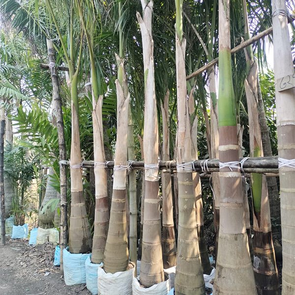 Bottle Palm