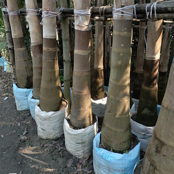 Bottle Palm