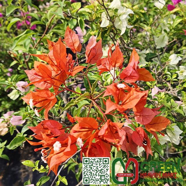 Bougainvillea Flower