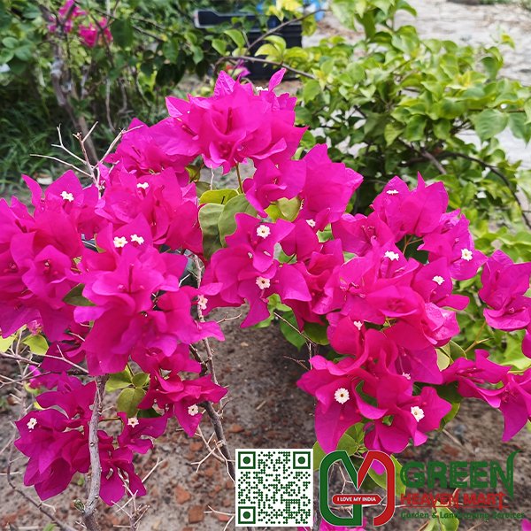 Bougainvillea Flower