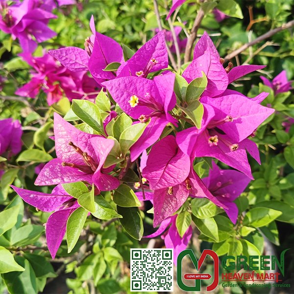 Bougainvillea Flower