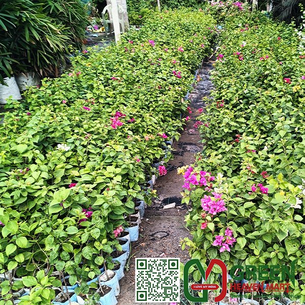 Bougainvillea Flower