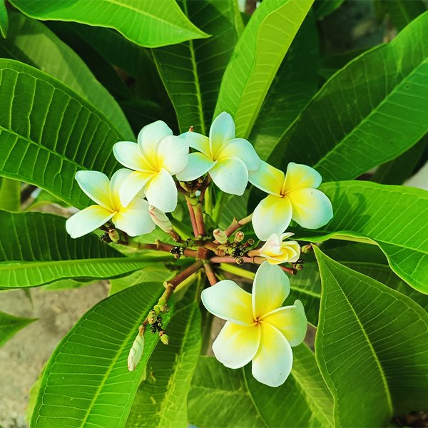Champa Flower