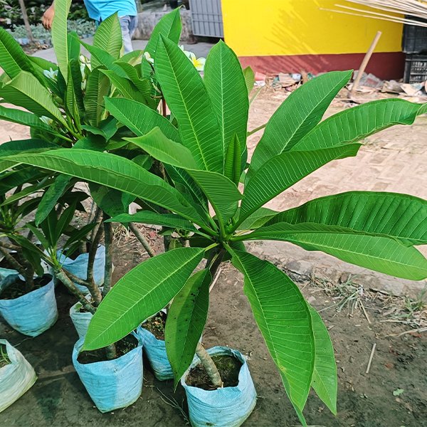 Champa Flower