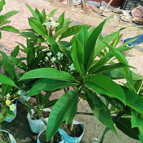 Champa Flower