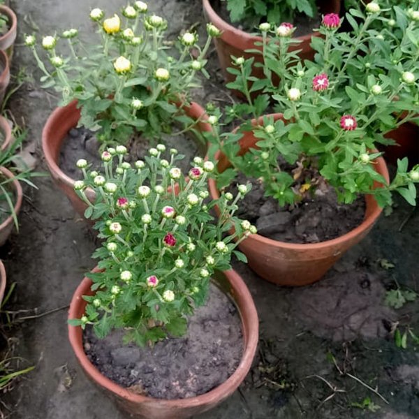 Chandramallika Flower