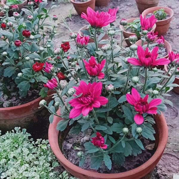 Chandramallika Flower