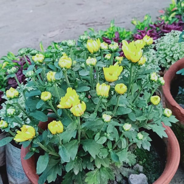 Chandramallika Flower