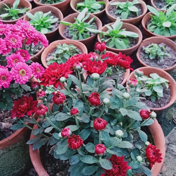 Chandramallika Flower