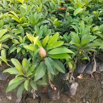 Chiku Plant Green Heaven Mart 1
