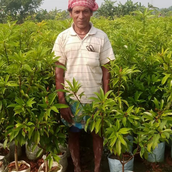 Chiku Plant