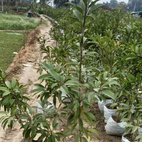 Chiku Plant
