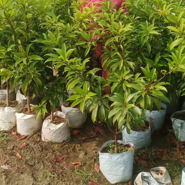 Chiku Plant