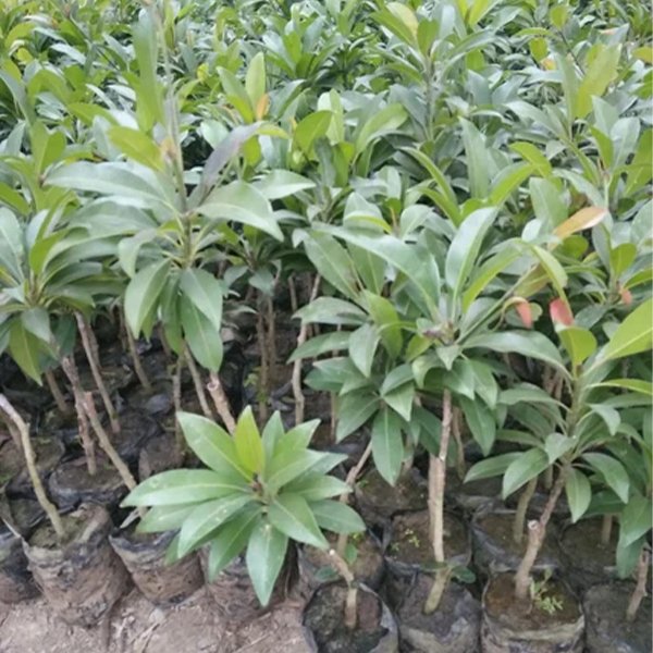Chiku Plant