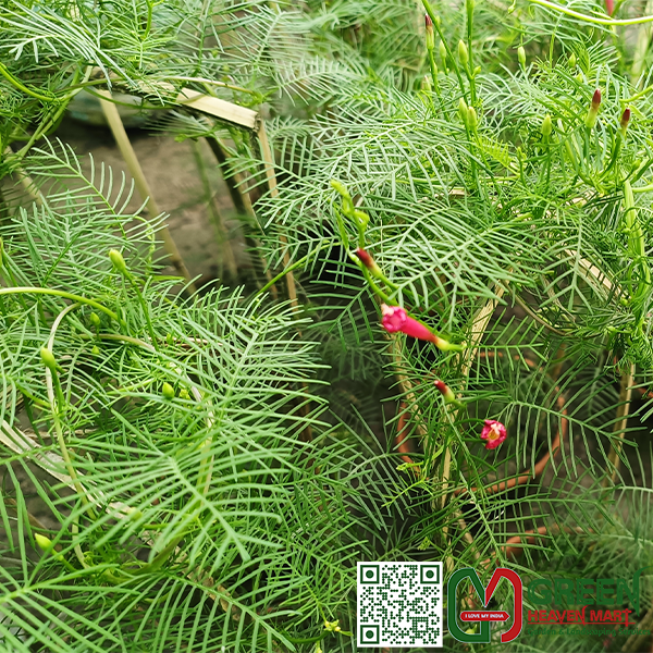 Cypress Vine Flowers