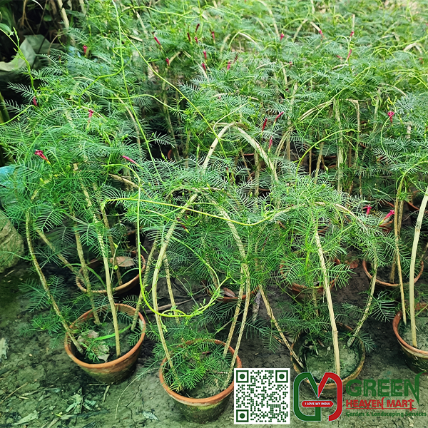 Cypress Vine Flowers