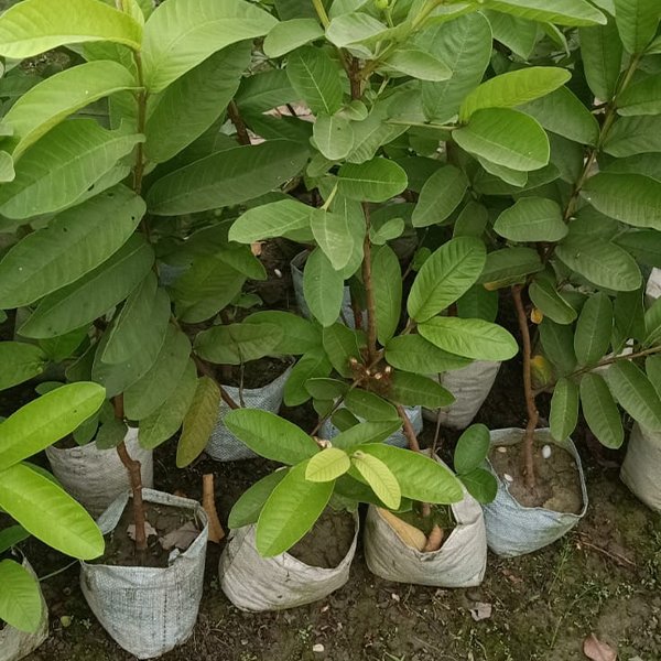 Guava Tree