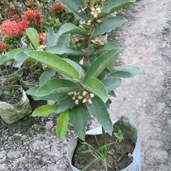 Guava Tree