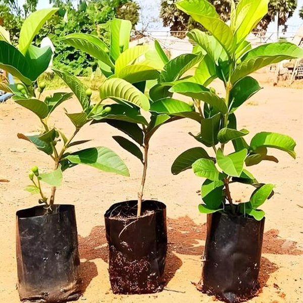 Guava Tree