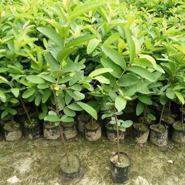 Guava Tree