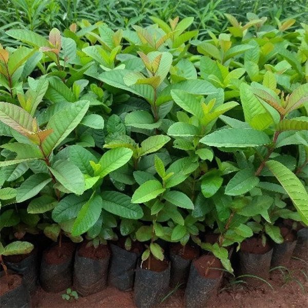 Guava Tree