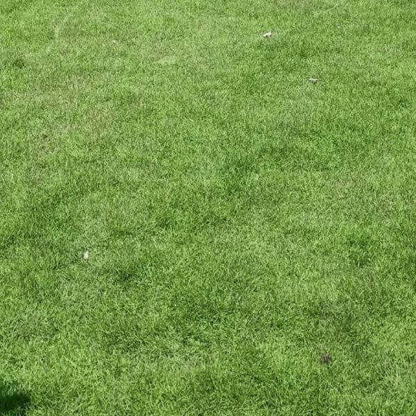 Mexican Grass