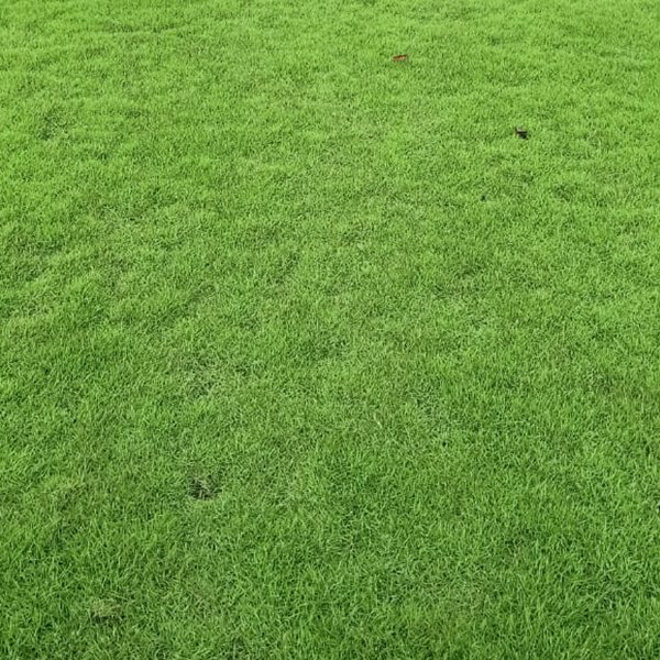 Mexican Grass