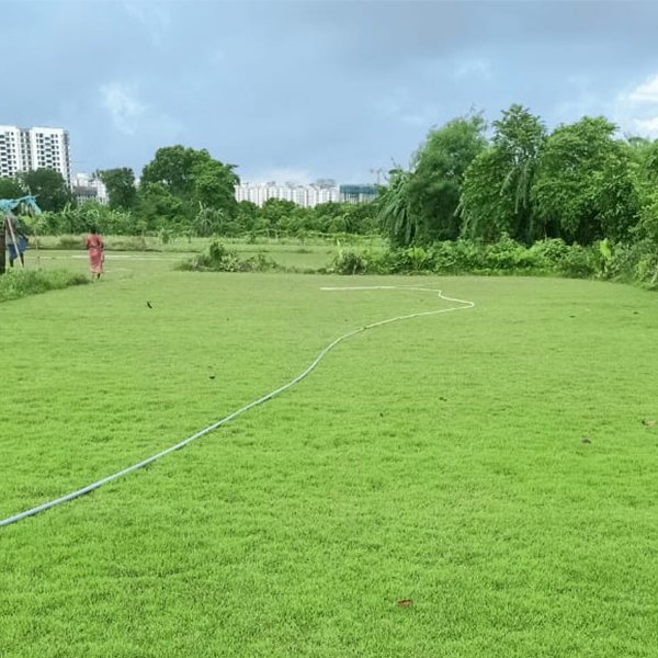 Mexican Grass