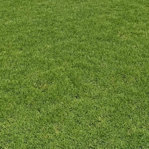 Mexican Grass