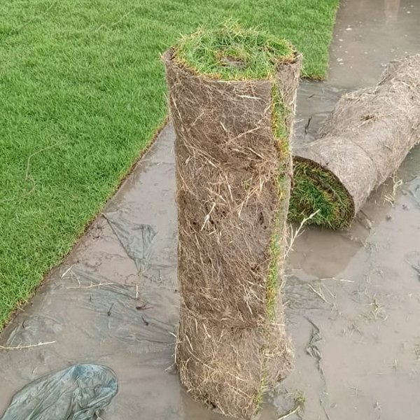 Mexican Grass