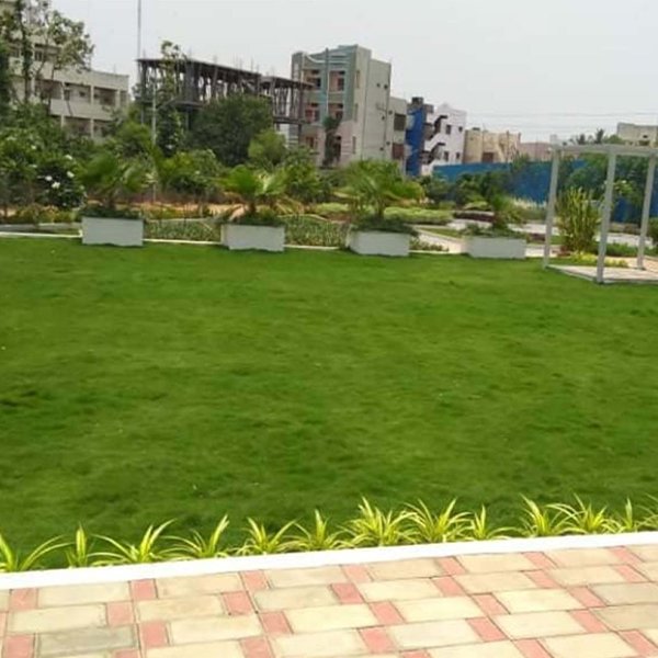 Mexican Grass