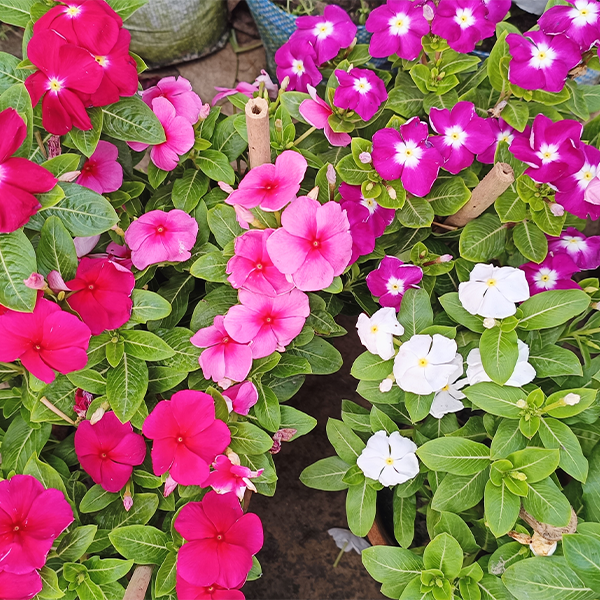 Nayantara Flower