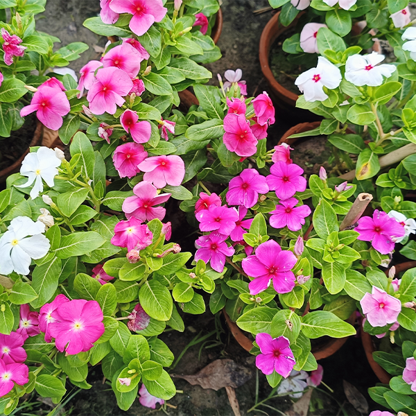Nayantara Flower